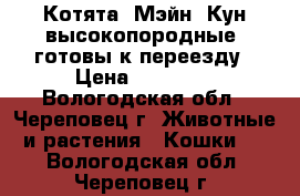 Котята  Мэйн  Кун высокопородные, готовы к переезду › Цена ­ 10 000 - Вологодская обл., Череповец г. Животные и растения » Кошки   . Вологодская обл.,Череповец г.